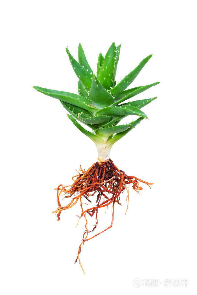 芦荟与孤立的白色背景上的根