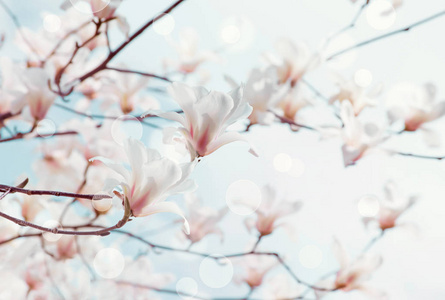 春季花卉背景与玉兰花图片