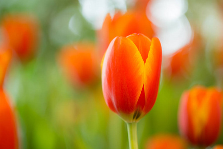 橙色郁金香花园里