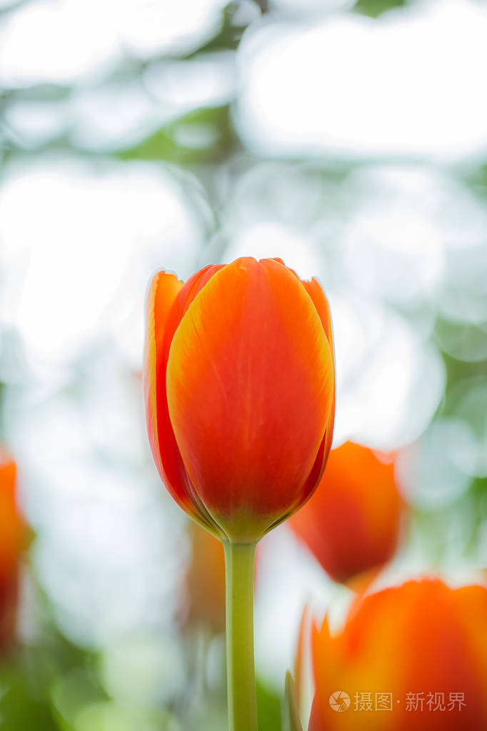 橙色郁金香花园里