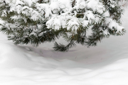 雪冬天树分支松树