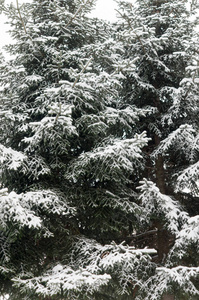 雪冬天树分支松树