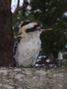 澳大利亚Kookaburra达塞洛属