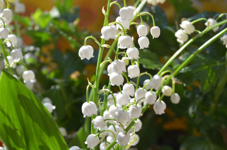 温柔的花园花, 白菜的白百合