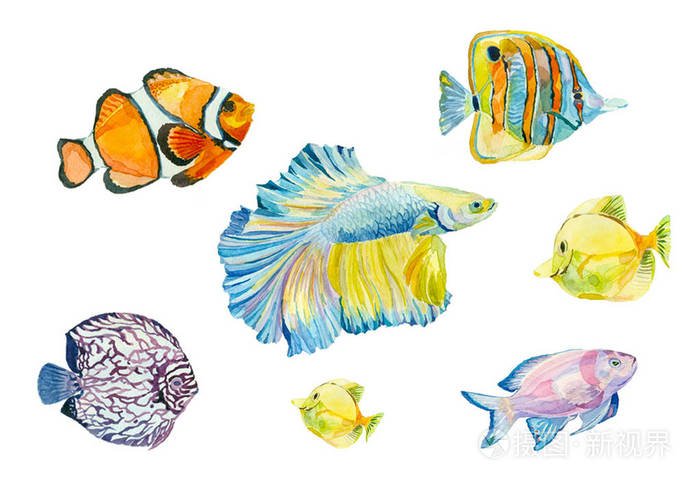 组的水彩热带鱼插画-正版商用图片0wu1e6-摄图新视界