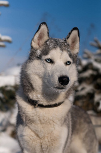 西伯利亚雪橇犬冬季肖像