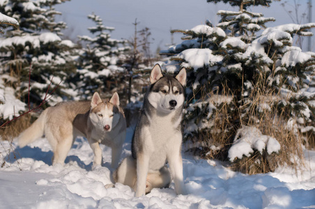 西伯利亚雪橇犬冬季肖像