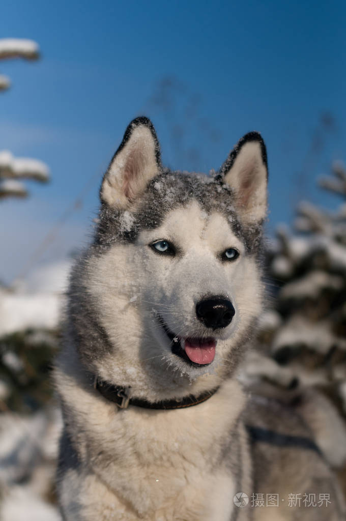 西伯利亚雪橇犬冬季肖像