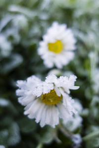 清晨的霜冻在草和雏菊