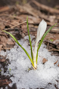 从雪春番红花开花图片