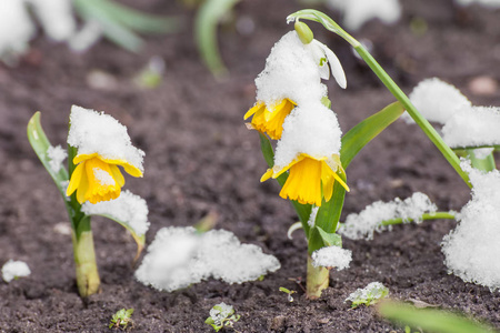 从雪春节水仙开花图片