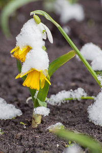 从雪春节水仙开花图片