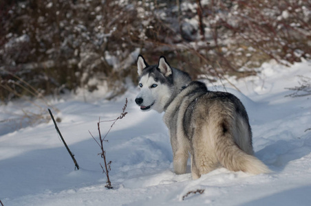 西伯利亚雪橇犬冬季肖像