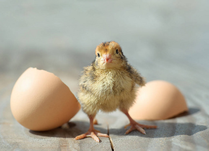 有趣的母鸡图片