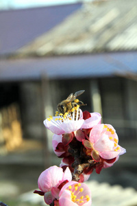 蜜蜂飞入花朵图片