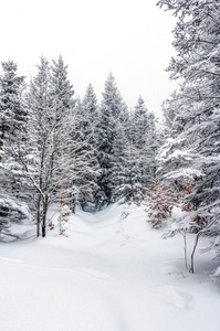 在高原雪山的风景