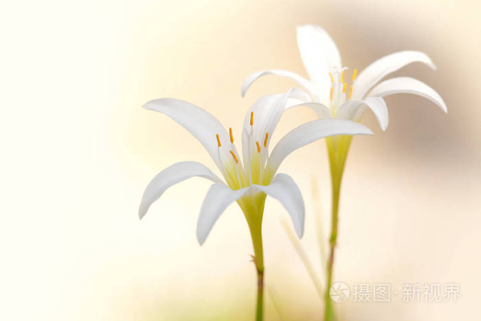 两个白雨百合花关闭拍摄照片 正版商用图片0wucii 摄图新视界 两个白雨百合花关闭拍摄照片 正版商用图片0wucii 摄图新视界