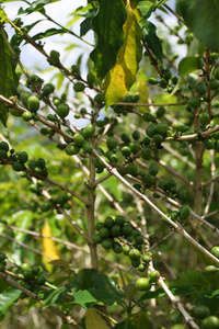 克罗伊登种植园，牙买加