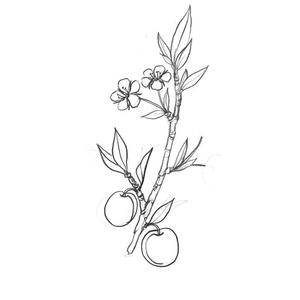 脐橙果实与花图片-脐橙果实与花素材-脐橙果实与花插画-摄图新视界