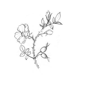 野生玫瑰树分支有叶子和果实照片