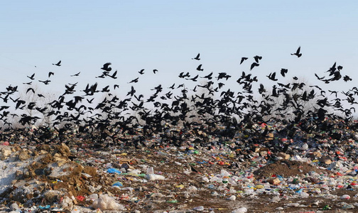 拒绝野生动物图片