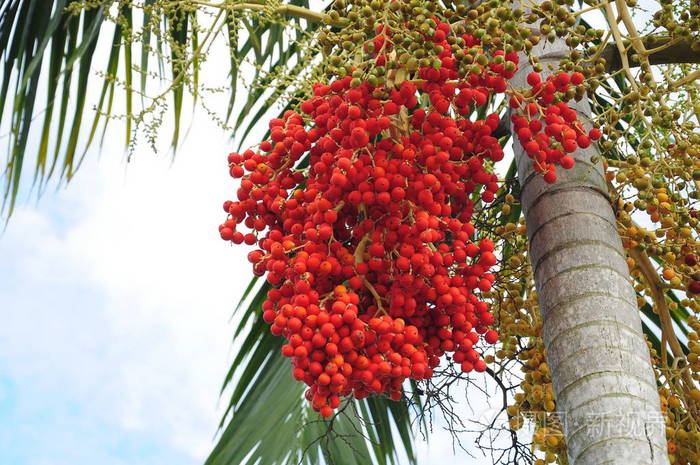 树上的红色棕榈果