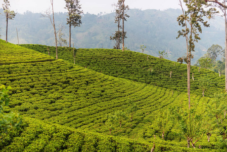 斯里兰卡 高地锡兰茶田在埃拉