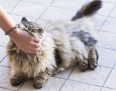 西伯利亚品种的雄性猫, 棕色的胖乎乎的版本在拥抱的时间
