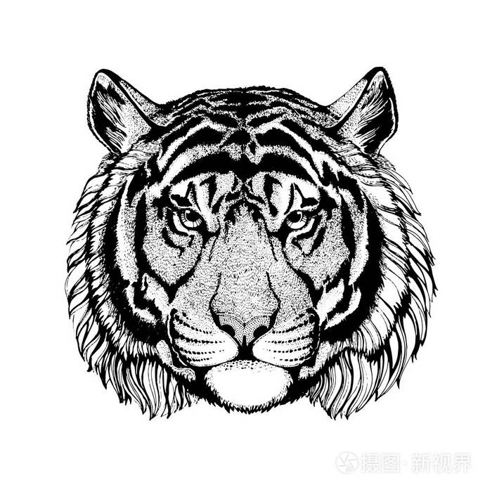 矢量老虎纹身,体育标志,t 恤, 海报插画-正版商用图片0wujdt-摄图新