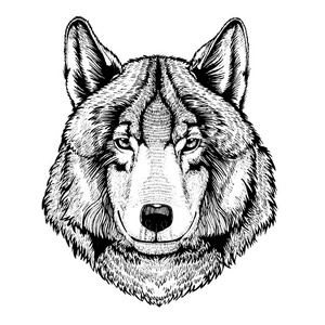 纹身，t 恤，运动标志的矢量野狼