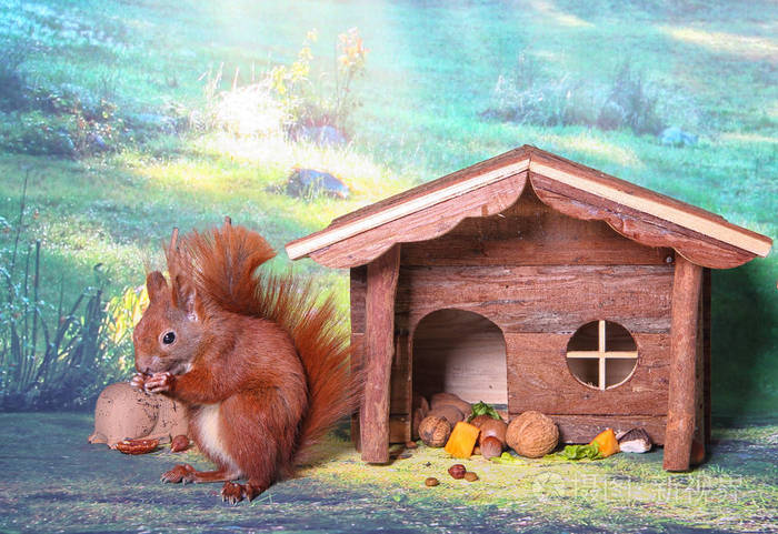 红松鼠在一座小房子上
