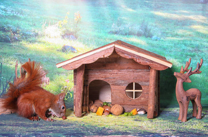 红松鼠在一座小房子上