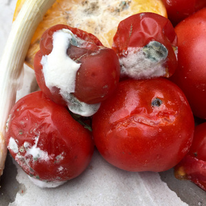 schimmelig腐烂发霉的西红柿照片