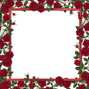 红色花玫瑰花朵长满帧