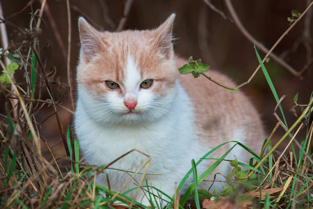 年轻无家可归的猫狩猎在春天草地上