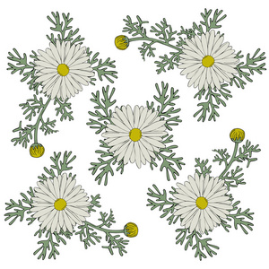 七彩的白色和黄色和绿色花朵洋甘菊假期在白色背景上。矢量图。瓦伦丁。生日贺卡