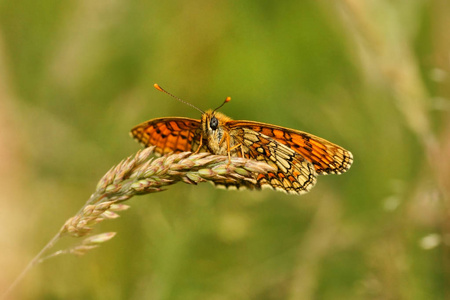 Nickerl 的贝母 Melitaea，奥雷利娅蝴蝶栖息在草穗