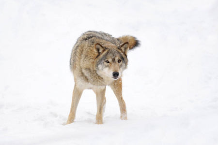 在冬天的狼图片