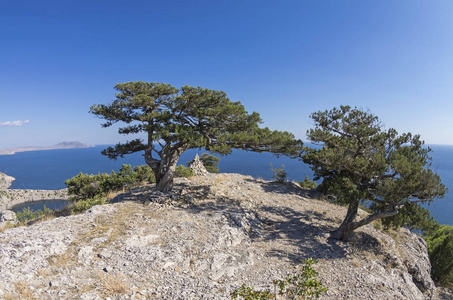 山风景美丽的克里米亚杜松子树在山坡上靠近黑海在山边坡与克里米亚