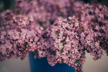 荷兰郁金香花公园