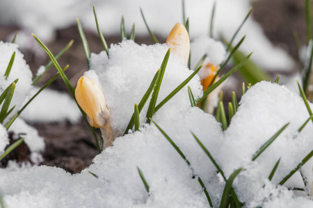 从雪春番红花开花图片