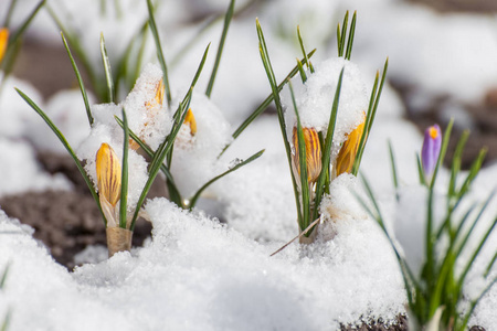 从雪春番红花开花图片