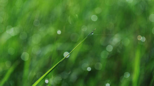 在特写的新鲜绿色草地上欲滴的露珠