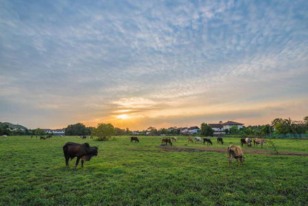 母牛在牧场在日落时