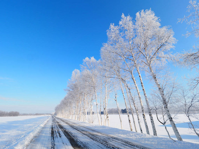 冬季道路和霜覆盖的树