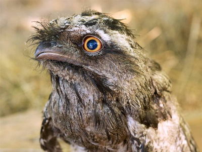 茶色的青蛙嘴图片