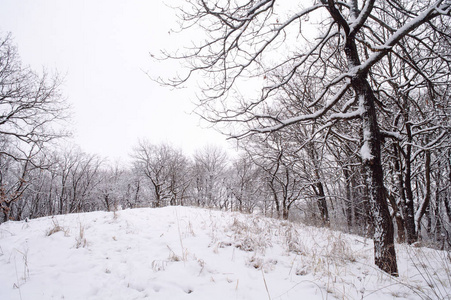 冬季景观. 雪林