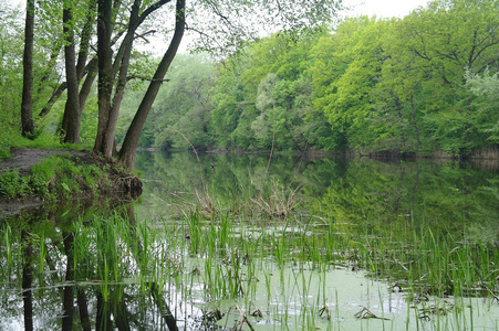 河道景观和木材