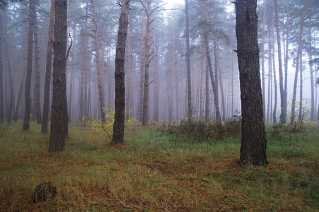 松树林中具有多雾的早晨