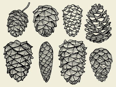 雪松云杉冷杉圣诞树的松果树外游松木剪影针叶天然顶松云杉枝雪松植物